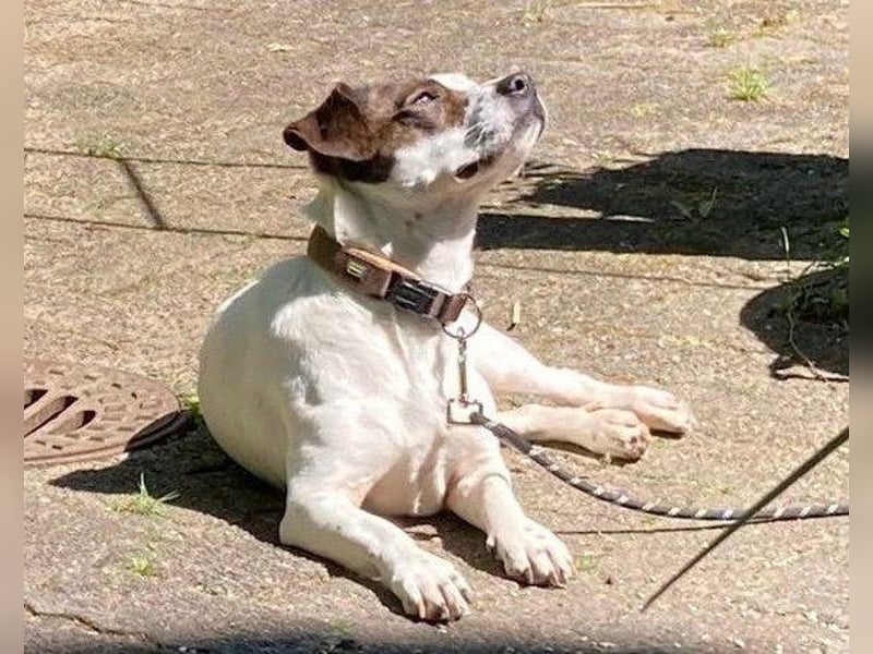 Kleine ♥ Abbie ♥ Schmusemaus wartet bereits in 63820 Elsenfeld auf ihre Menschen