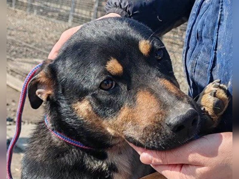 Süße ♥Stella♥ treuer Schatz auf 4 Pfoten