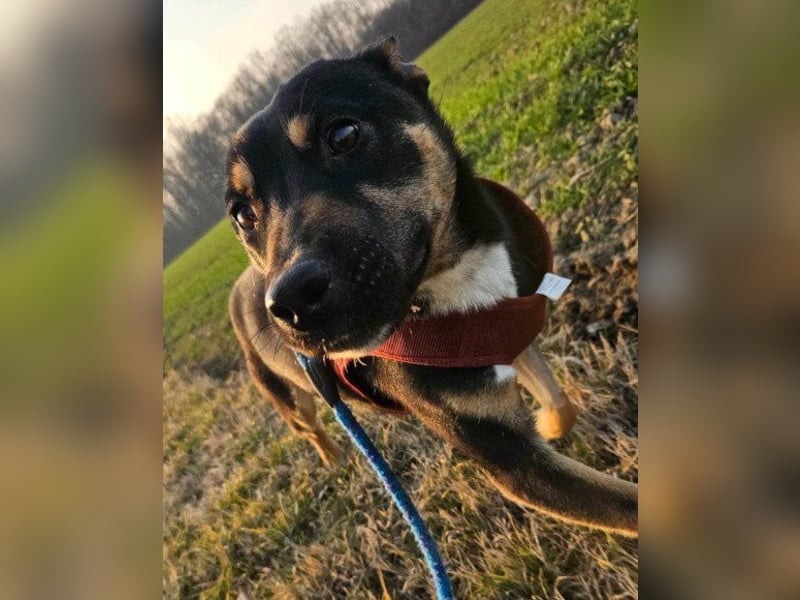 Süße ♥Stella♥ treuer Schatz auf 4 Pfoten