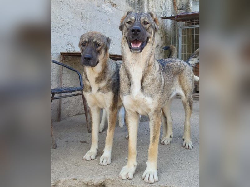 LILY❤️HSH-Mix-Hündin: eine echte Herzensbrecherin & sanfte Seele