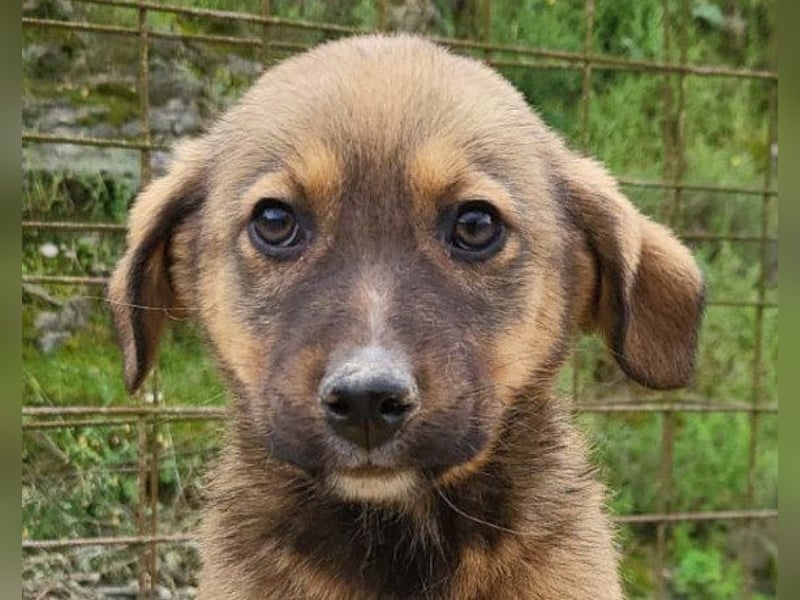 ♥Fina♥ süßes Welpenherz sucht ihr Zuhause