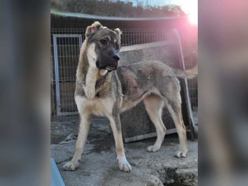 LOTTIE❤️HSH-Mix-Hündin: eine wahre Frohnatur und treue Begleiterin