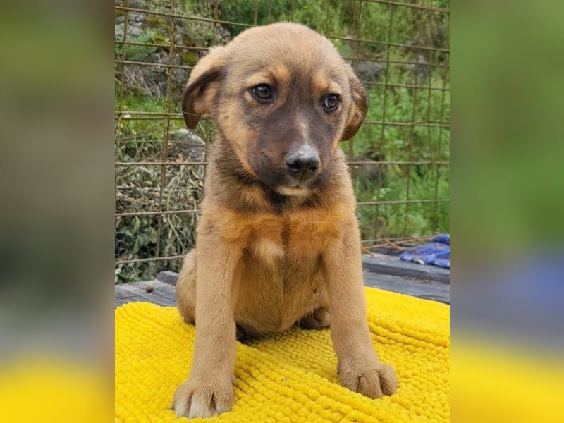 ♥Fina♥ süßes Welpenherz sucht ihr Zuhause