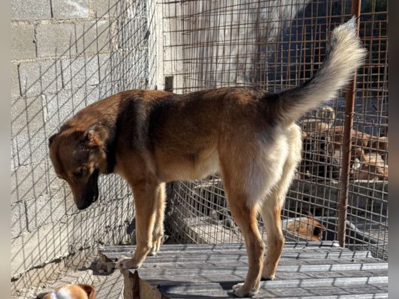 CHIARA❤️charmant, sozial, offenherzig und sucht dringend ihr Für-Immer-Nest