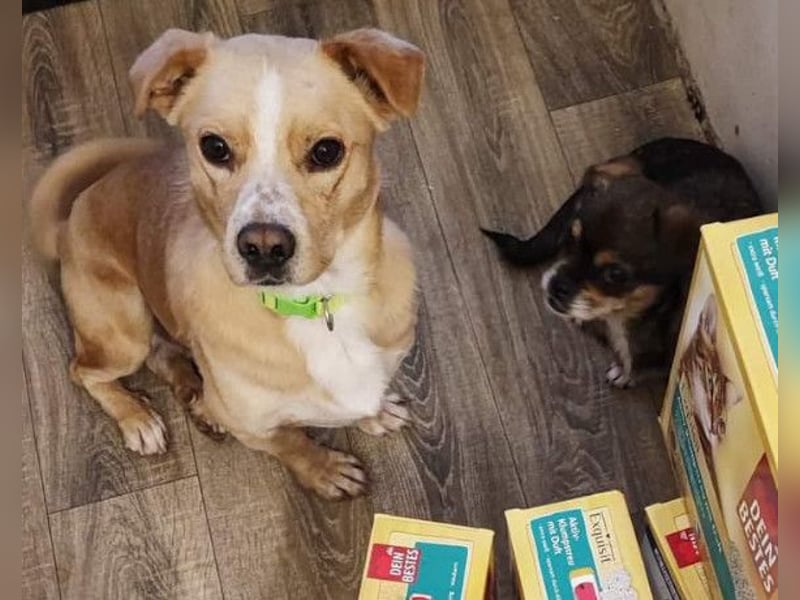 Kika & Max ❤️ liebevolles Zuhause gesucht