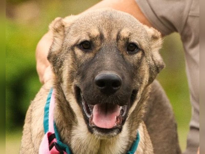 LOTTIE❤️HSH-Mix-Hündin: eine wahre Frohnatur und treue Begleiterin