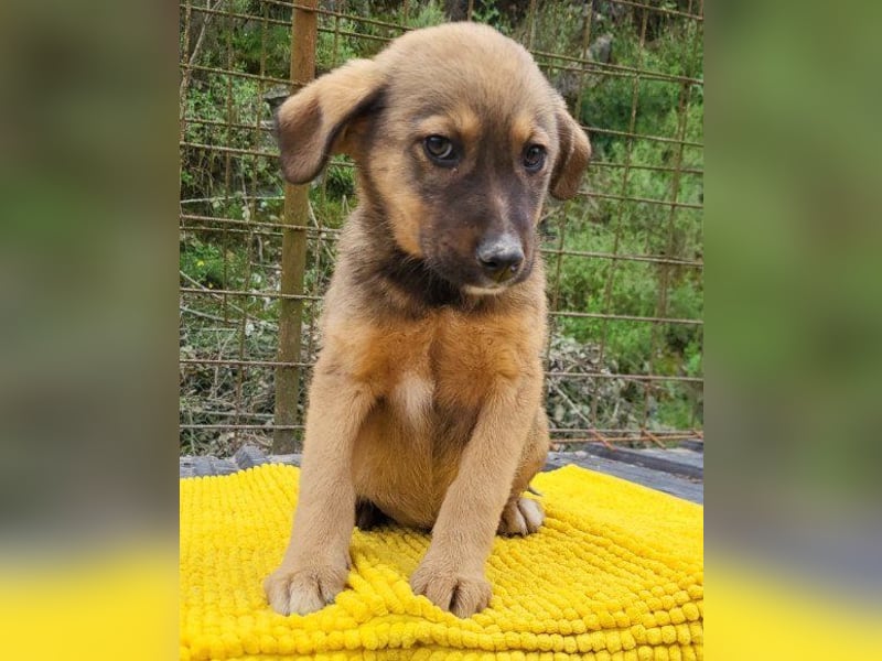 ♥Fina♥ süßes Welpenherz sucht ihr Zuhause