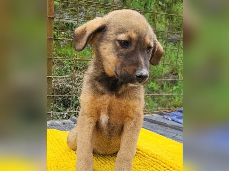 ♥Fina♥ süßes Welpenherz sucht ihr Zuhause