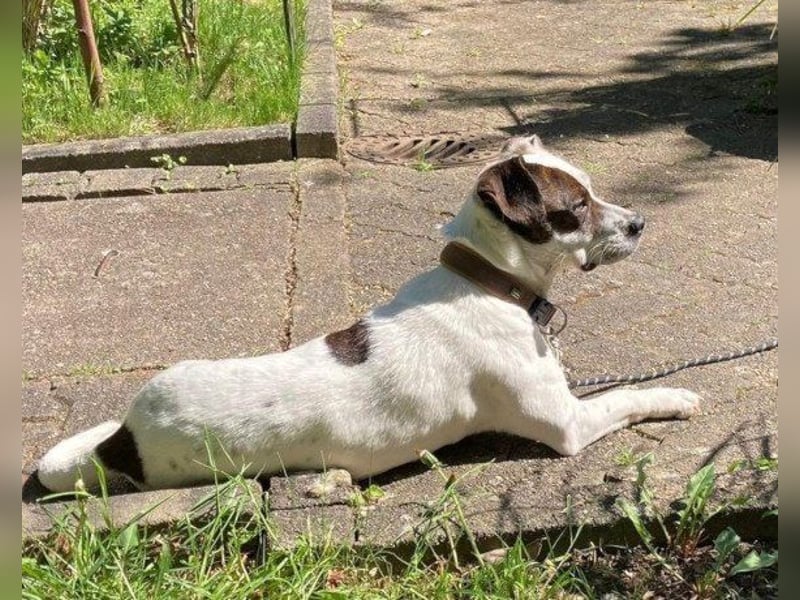 Klein ♥Abbie♥ Schmusemaus wartet schon in 63776 Mömbris