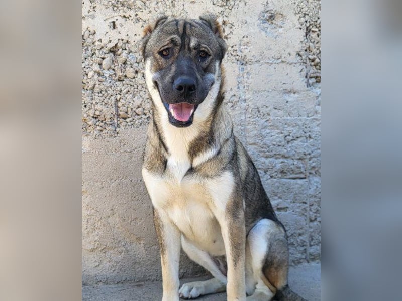 LOTTIE❤️HSH-Mix-Hündin: eine wahre Frohnatur und treue Begleiterin