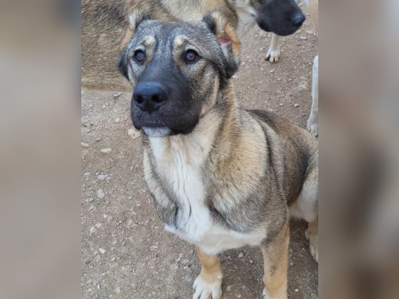 LILY❤️HSH-Mix-Hündin: eine echte Herzensbrecherin & sanfte Seele