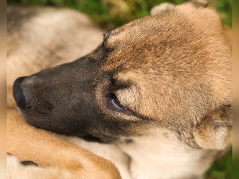 LILY❤️HSH-Mix-Hündin: eine echte Herzensbrecherin & sanfte Seele
