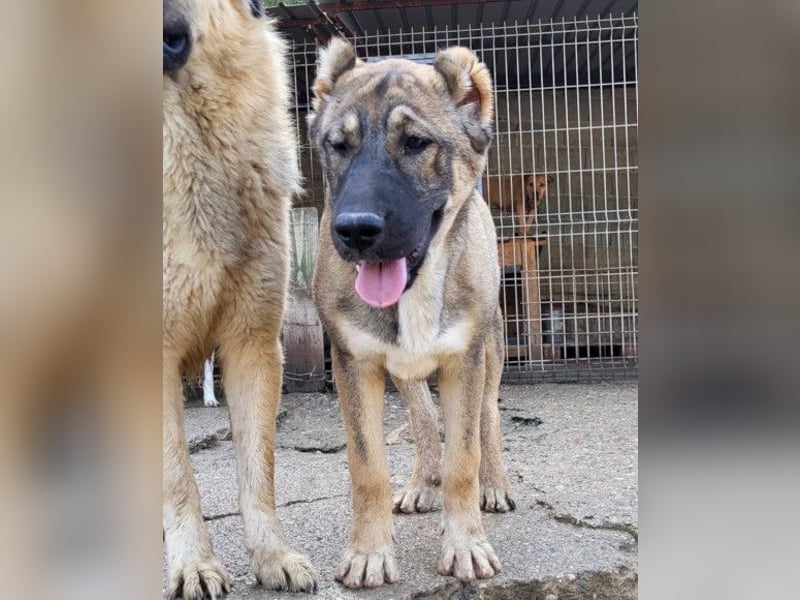 LILY❤️HSH-Mix-Hündin: eine echte Herzensbrecherin & sanfte Seele