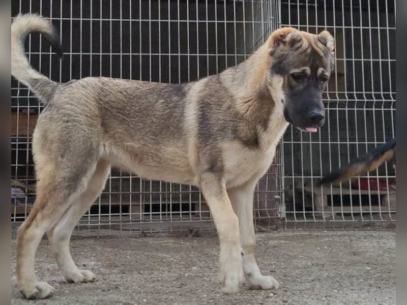 LOTTIE❤️HSH-Mix-Hündin: eine wahre Frohnatur und treue Begleiterin