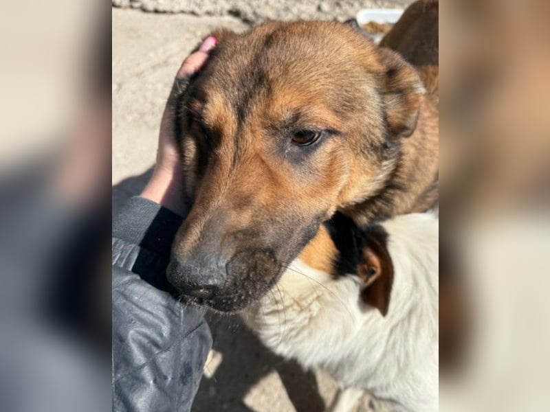CHIARA❤️charmant, sozial, offenherzig und sucht dringend ihr Für-Immer-Nest