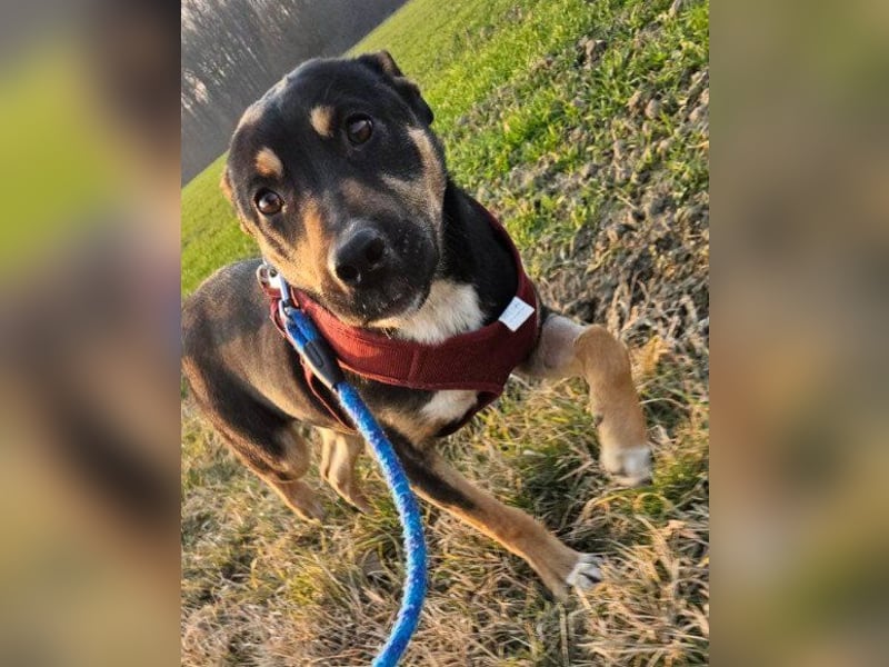 Süße ♥Stella♥ treuer Schatz auf 4 Pfoten