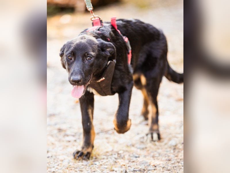 Große ♥ Dora ♥ großer Fellschatz auf 4 Pfoten