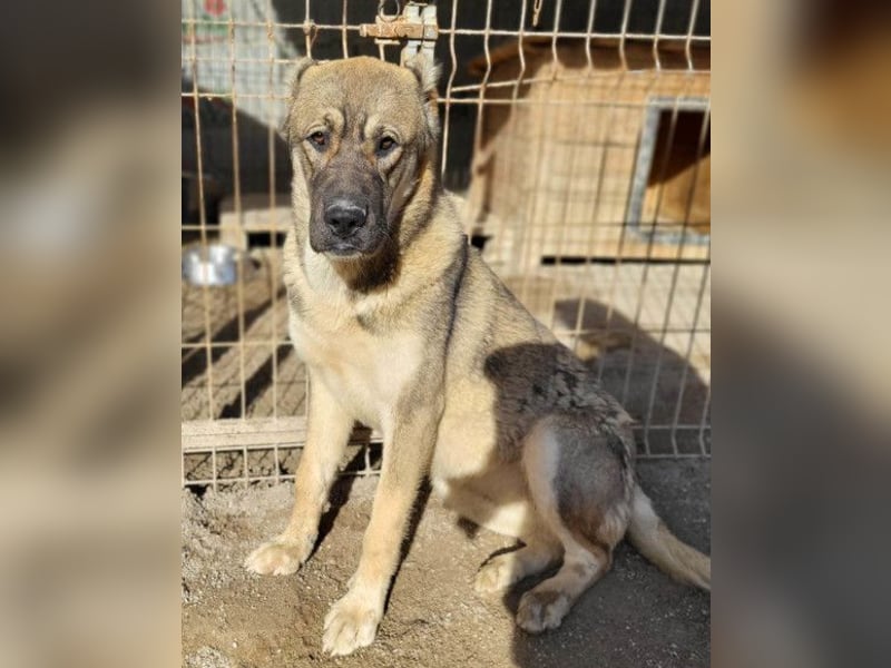 LOTTIE❤️HSH-Mix-Hündin: eine wahre Frohnatur und treue Begleiterin
