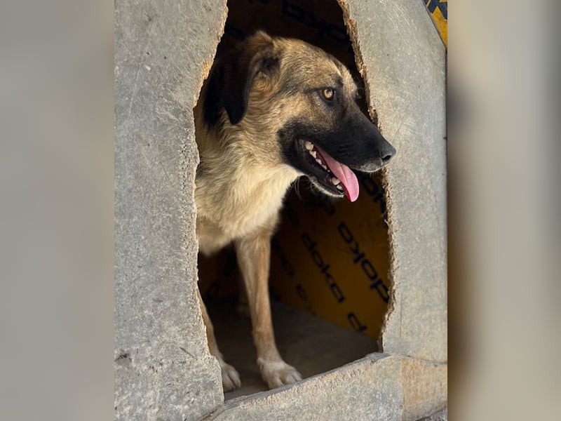 KORA❤️sanfte Seele sucht sehnsüchtig ein liebevolles Zuhause & Geborgenheit