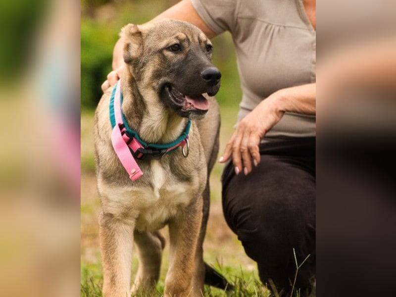 LOTTIE❤️HSH-Mix-Hündin: eine wahre Frohnatur und treue Begleiterin