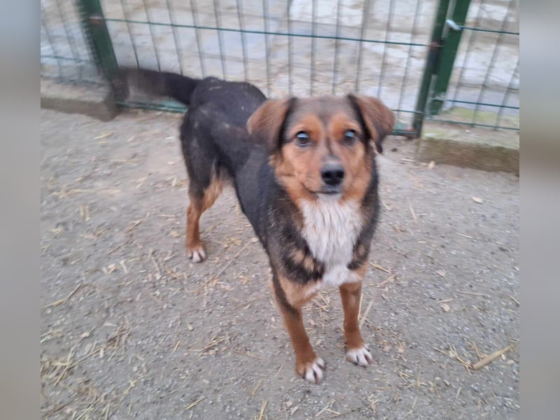 Lotti sucht nach Liebe