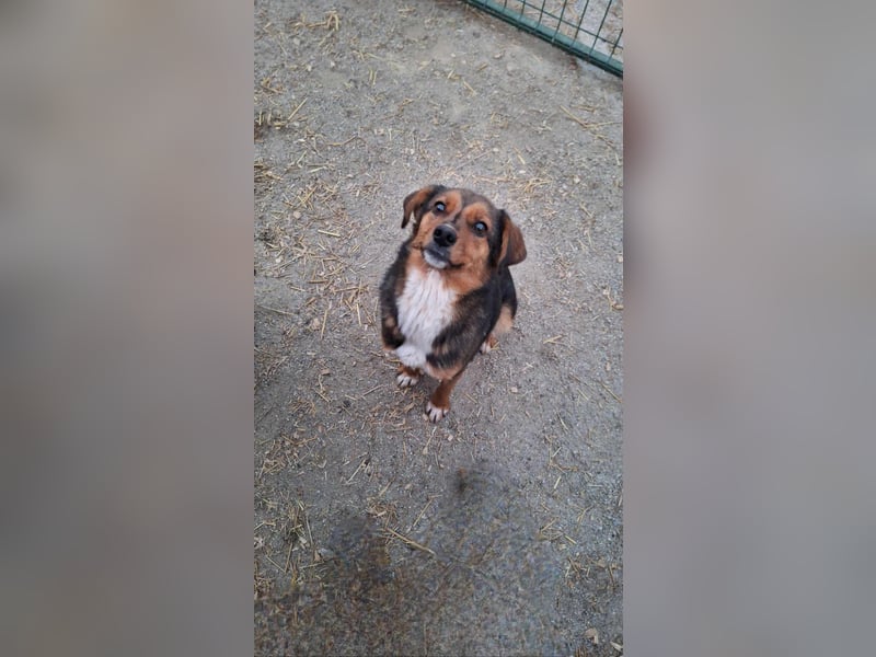 Lotti sucht nach Liebe