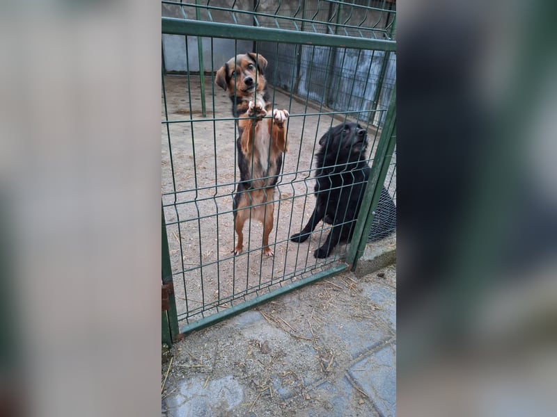 Lotti sucht nach Liebe