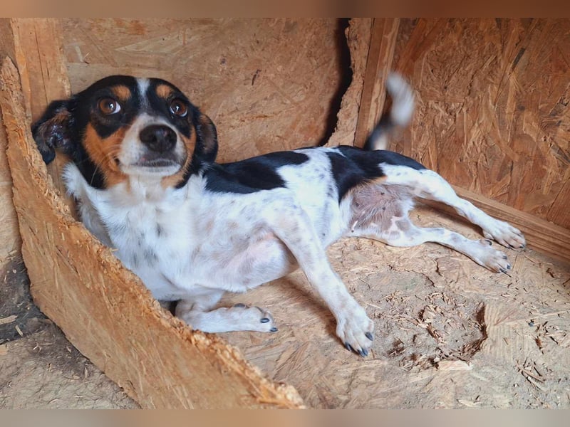 Millie die zarte Schönheit