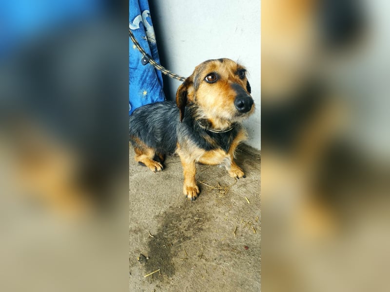 Mimi wünscht sich sehnlichst ein Zuhause!