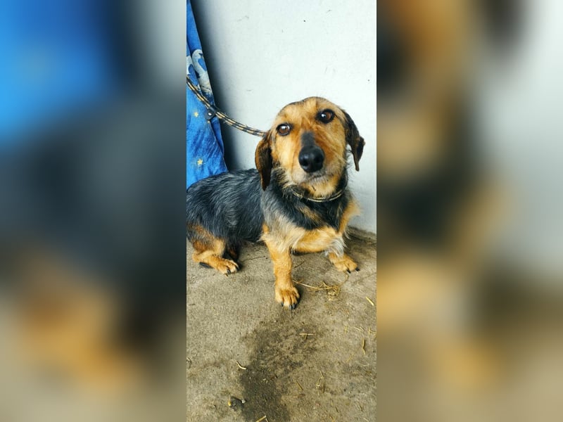 Mimi wünscht sich sehnlichst ein Zuhause!