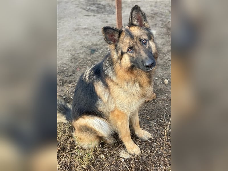 Ally, geb. ca. 02/2020, lebt in GRIECHENLAND, im städt. Tierheim Serres