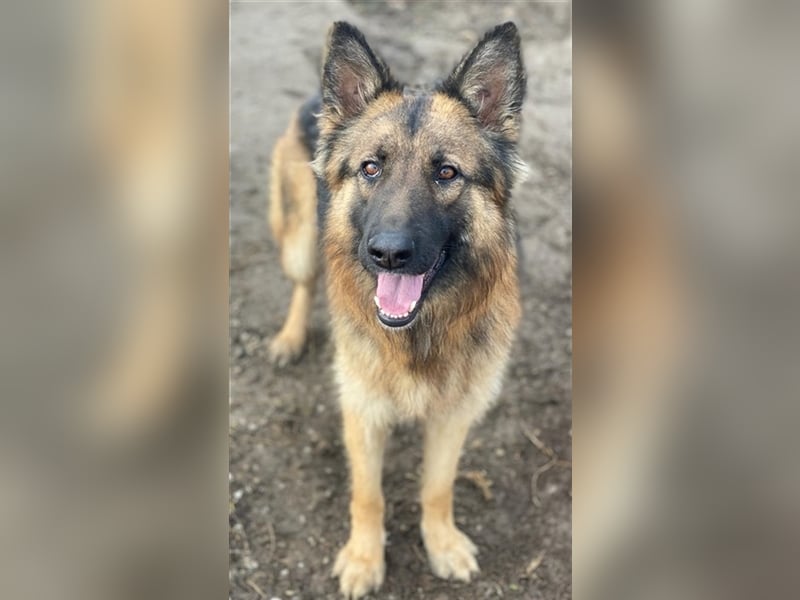 Ally, geb. ca. 02/2020, lebt in GRIECHENLAND, im städt. Tierheim Serres