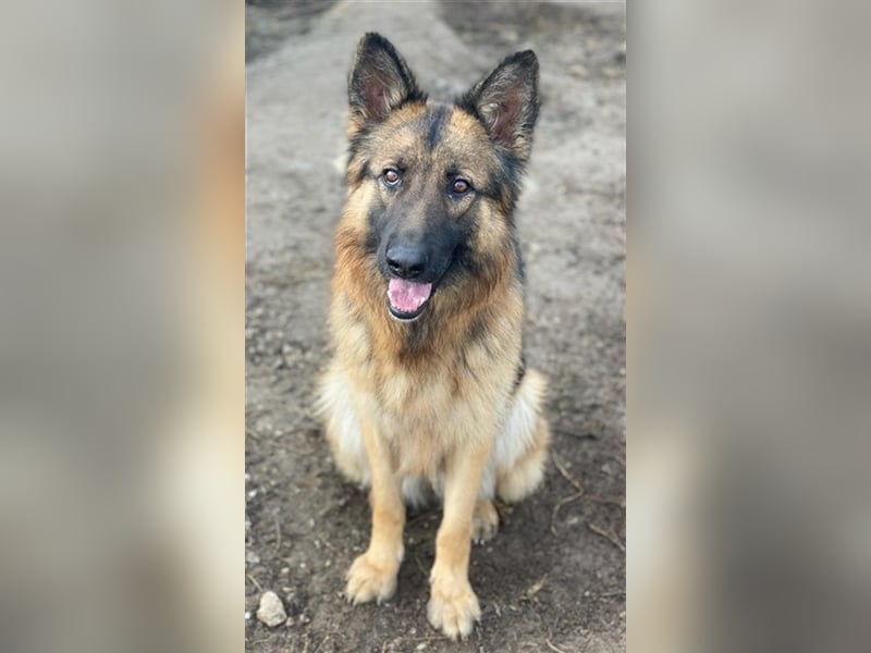 Ally, geb. ca. 02/2020, lebt in GRIECHENLAND, im städt. Tierheim Serres