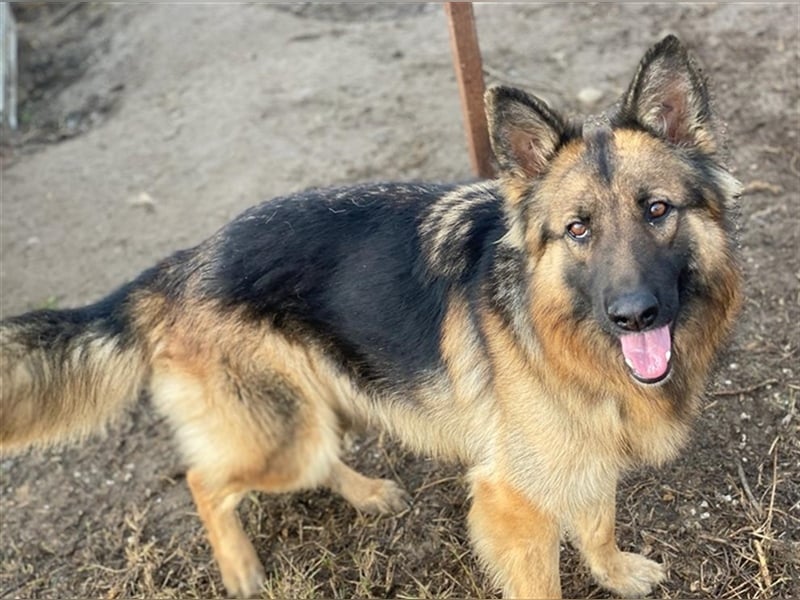 Ally, geb. ca. 02/2020, lebt in GRIECHENLAND, im städt. Tierheim Serres