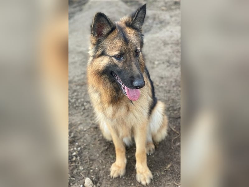 Ally, geb. ca. 02/2020, lebt in GRIECHENLAND, im städt. Tierheim Serres