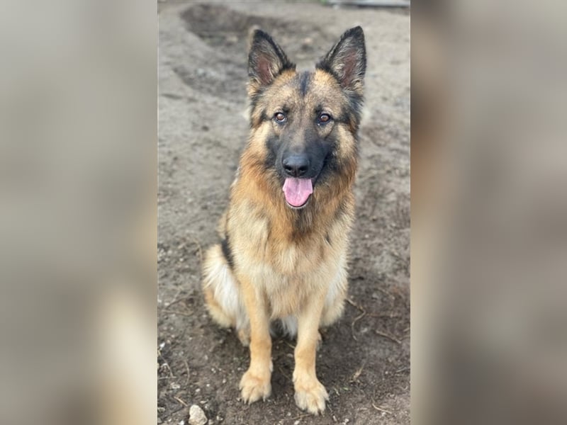 Ally, geb. ca. 02/2020, lebt in GRIECHENLAND, im städt. Tierheim Serres