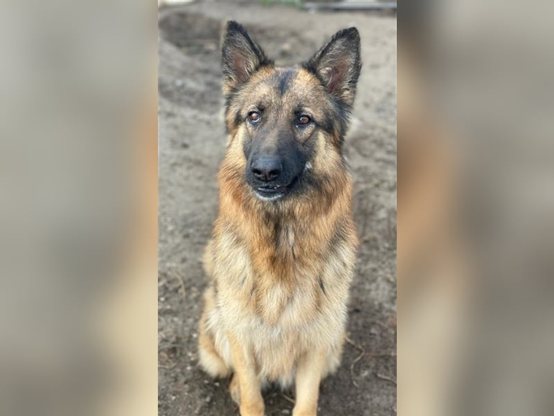 Ally, geb. ca. 02/2020, lebt in GRIECHENLAND, im städt. Tierheim Serres