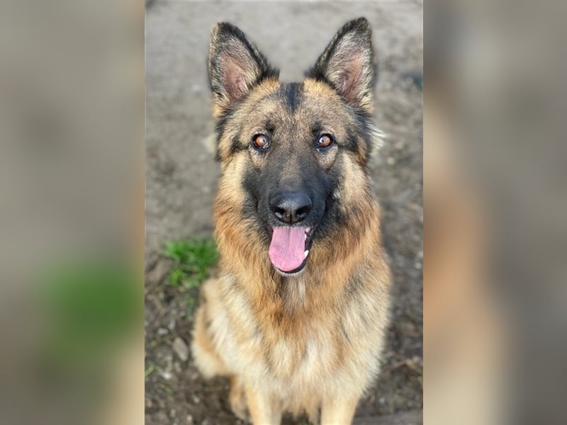 Ally, geb. ca. 02/2020, lebt in GRIECHENLAND, im städt. Tierheim Serres