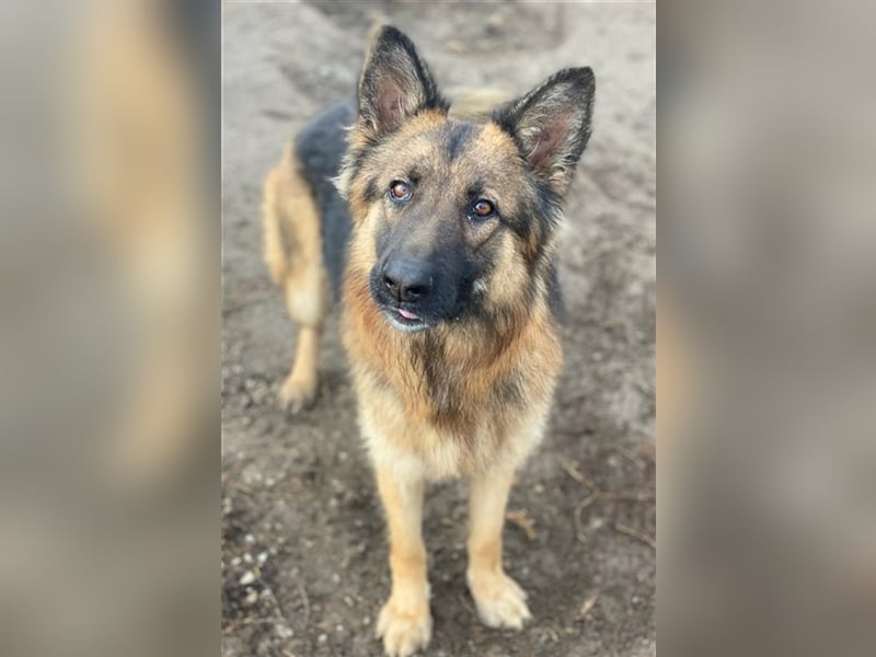 Ally, geb. ca. 02/2020, lebt in GRIECHENLAND, im städt. Tierheim Serres
