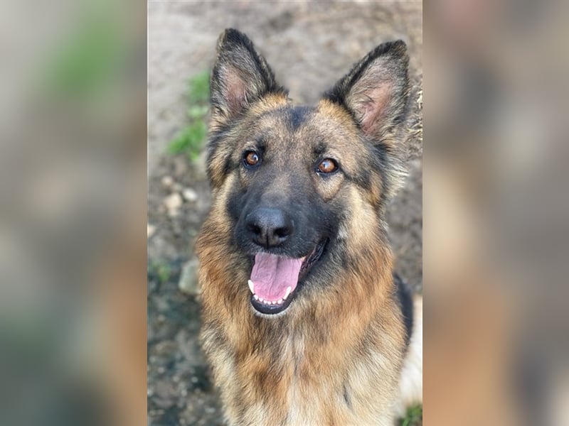 Ally, geb. ca. 02/2020, lebt in GRIECHENLAND, im städt. Tierheim Serres