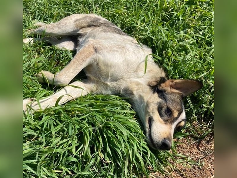 Elise, geb. ca.12/2021, lebt in GRIECHENLAND, auf einem Gelände, auf dem die Hunde notdürftig versor