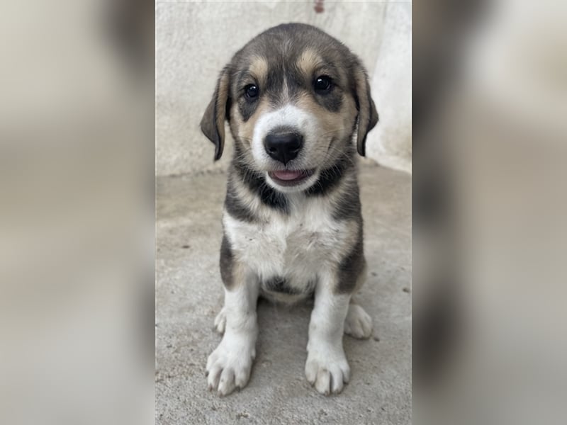 Alissa, geb. ca. 05/2023, lebt in GRIECHENLAND, im städt. Tierheim Serres