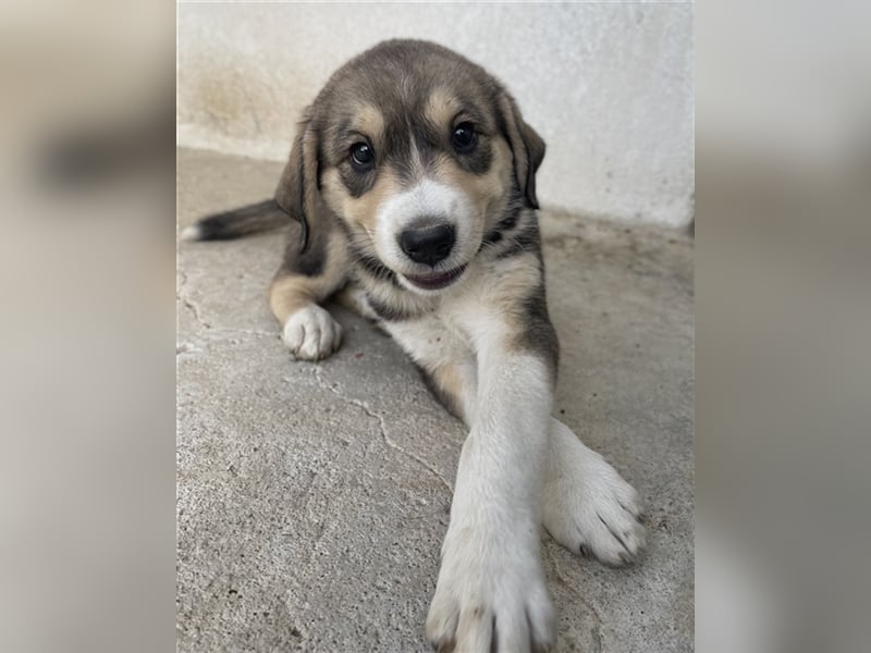 Alissa, geb. ca. 05/2023, lebt in GRIECHENLAND, im städt. Tierheim Serres