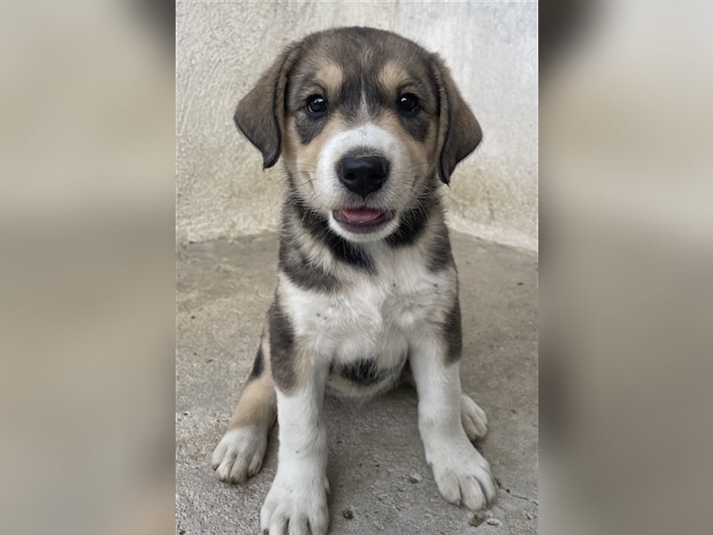 Alissa, geb. ca. 05/2023, lebt in GRIECHENLAND, im städt. Tierheim Serres