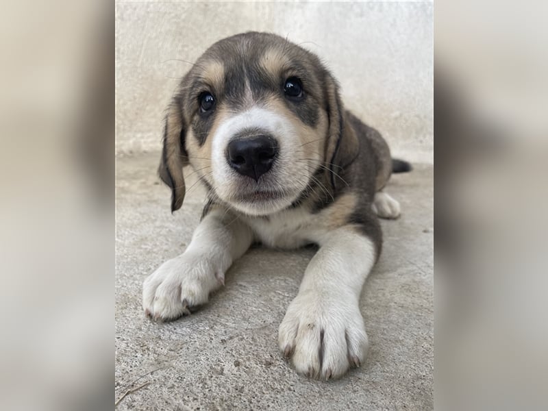 Alissa, geb. ca. 05/2023, lebt in GRIECHENLAND, im städt. Tierheim Serres
