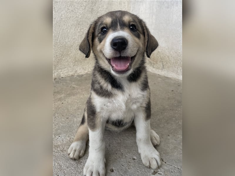 Alissa, geb. ca. 05/2023, lebt in GRIECHENLAND, im städt. Tierheim Serres