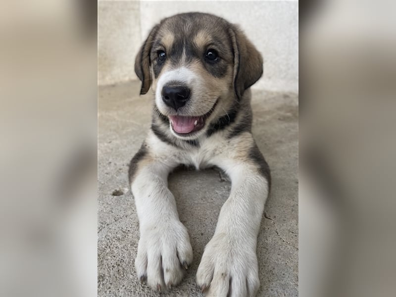 Alissa, geb. ca. 05/2023, lebt in GRIECHENLAND, im städt. Tierheim Serres