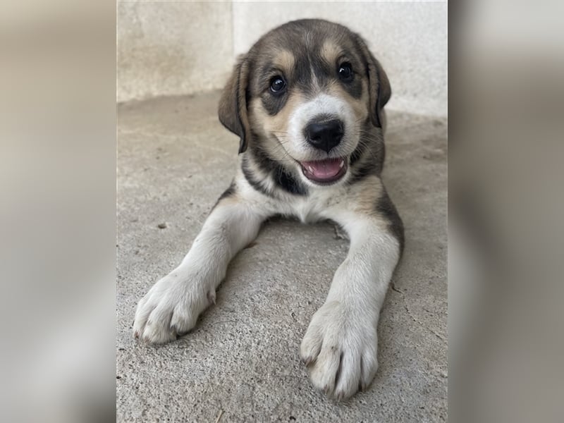 Alissa, geb. ca. 05/2023, lebt in GRIECHENLAND, im städt. Tierheim Serres
