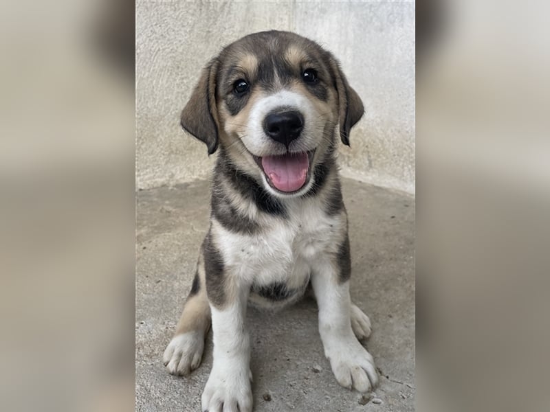 Alissa, geb. ca. 05/2023, lebt in GRIECHENLAND, im städt. Tierheim Serres