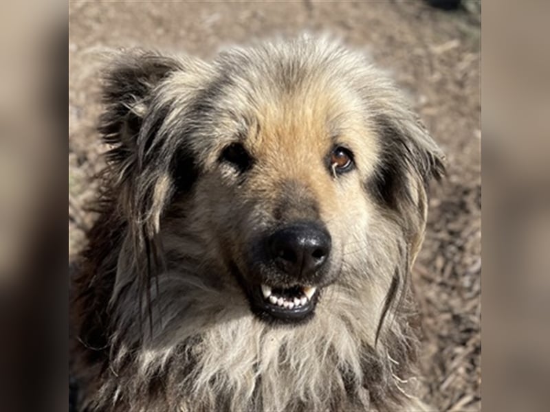 Mandy Lou geb. ca. 11/2020